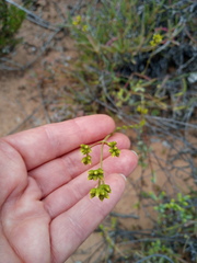 Crassula subaphylla virgata