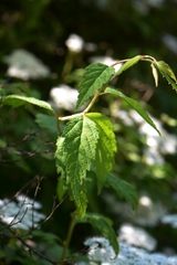 Spiraea rosthornii