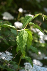 Spiraea rosthornii