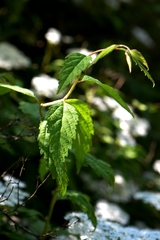 Spiraea rosthornii
