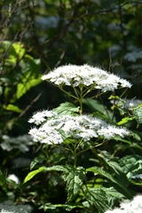 Spiraea rosthornii