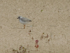 Charadrius melodus