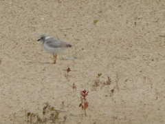 Charadrius melodus