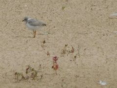 Charadrius melodus