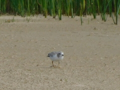 Charadrius melodus