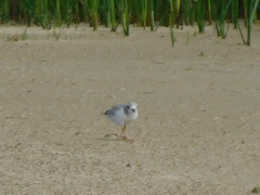 Charadrius melodus