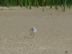 Charadrius melodus