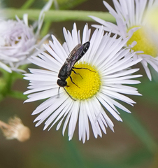 Sapygina decemguttata