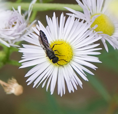 Sapygina decemguttata