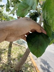 Erythrina standleyana
