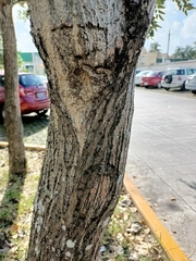 Erythrina standleyana