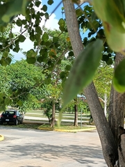 Erythrina standleyana