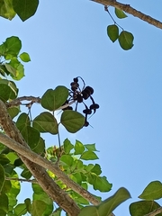 Erythrina standleyana