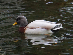 Anas platyrhynchos domesticus