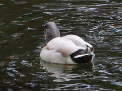 Anas platyrhynchos domesticus