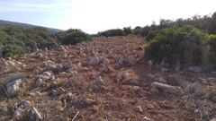 Pistacia terebinthus