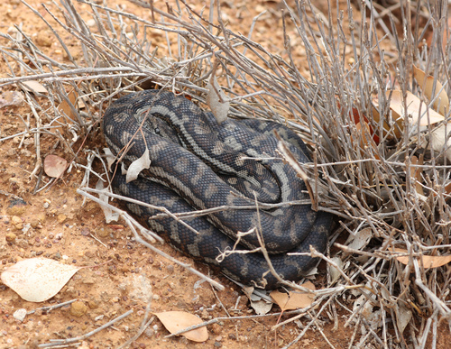 Inland Carpet Python sighting