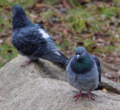 Columba livia domestica