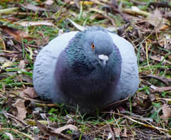 Columba livia domestica