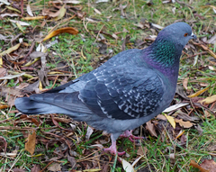 Columba livia domestica