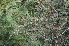 Berberis glaucocarpa