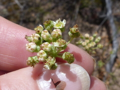 Lichtensteinia obscura
