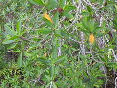 Pelliciera rhizophorae