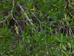 Pelliciera rhizophorae
