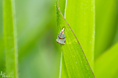 Argyria croceivittella