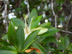 Pelliciera rhizophorae
