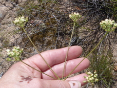Lichtensteinia obscura