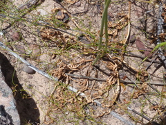Lichtensteinia obscura