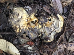 Albatrellus avellaneus