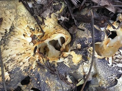 Albatrellus avellaneus