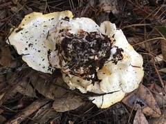 Albatrellus avellaneus