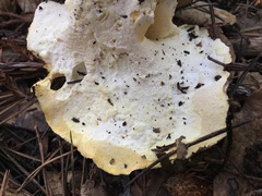 Albatrellus avellaneus