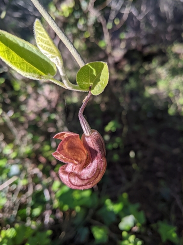 Isotrema californicum