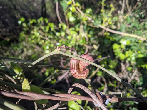 Isotrema californicum