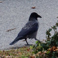 Corvus cornix × corone