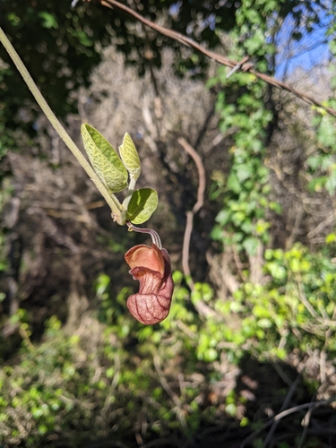 Isotrema californicum