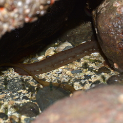 Apodichthys flavidus