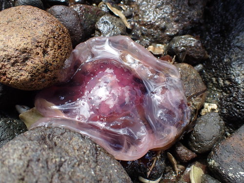 photo of Lion's Mane Jellies (Cyanea)