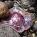 photo of Lion's Mane Jellies (Cyanea)