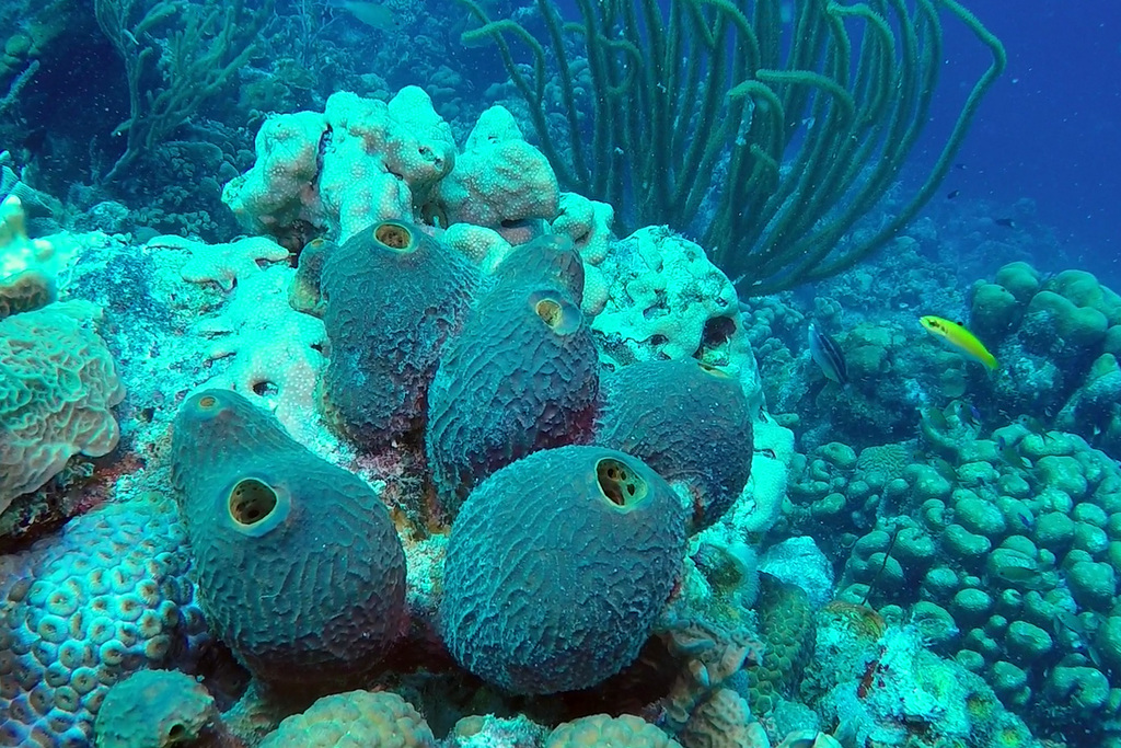 Verongula reiswigi