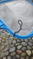 Tantilla