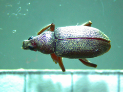 Cratopus adspersus