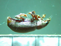 Cratopus adspersus