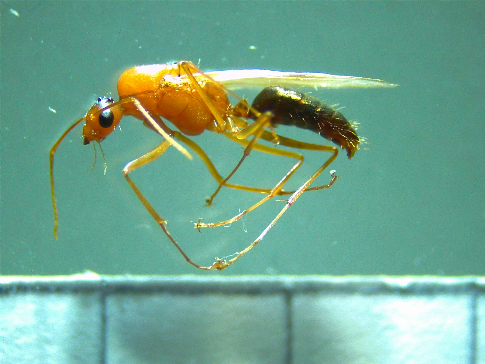 Camponotus variegatus bacchus