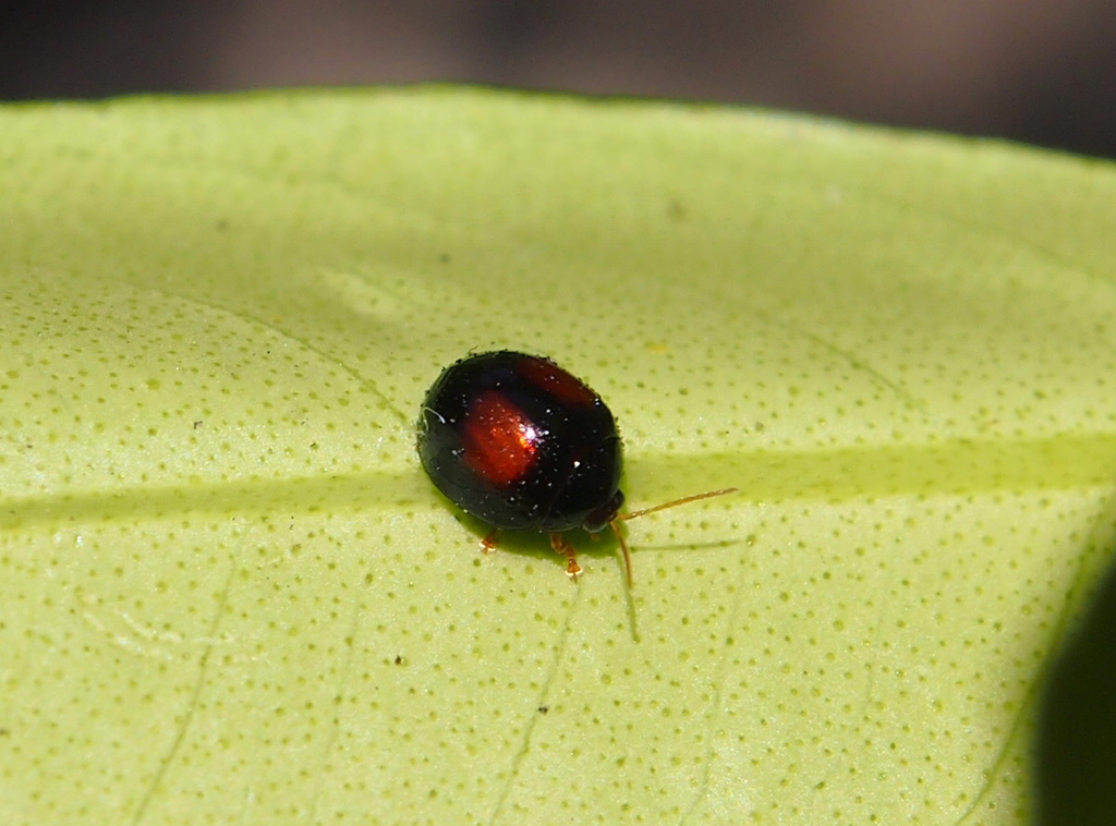 Argopistes coccinelliformis