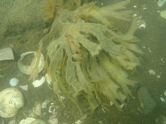 Stenogramma interruptum